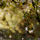 Illustration for article titled 70 Spectacular Spring Wallpapers